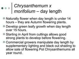 Chrysanthemum x morifolium –  day length Naturally flower when day length is under 14 hours – they are Autumn flowering plants. Develop green leafy growth when day length over 15 hours. Starting in April from cuttings allows good strong plants to develop before flowering. Commercial growers manipulate day length by supplementary lighting and black out shading to allow sale of flowering Pot Chrysanthemums all year round. 