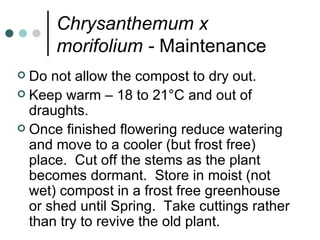 Chrysanthemum x morifolium -  Maintenance Do not allow the compost to dry out. Keep warm – 18 to 21°C and out of draughts. Once finished flowering reduce watering and move to a cooler (but frost free) place.  Cut off the stems as the plant becomes dormant.  Store in moist (not wet) compost in a frost free greenhouse or shed until Spring.  Take cuttings rather than try to revive the old plant. 