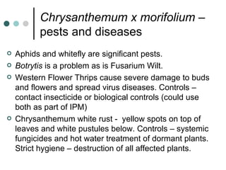 Chrysanthemum x morifolium  – pests and diseases Aphids and whitefly are significant pests. Botrytis  is a problem as is Fusarium Wilt. Western Flower Thrips cause severe damage to buds and flowers and spread virus diseases. Controls – contact insecticide or biological controls (could use both as part of IPM) Chrysanthemum white rust -  yellow spots on top of  leaves and white pustules below. Controls – systemic fungicides and hot water treatment of dormant plants. Strict hygiene – destruction of all affected plants. 