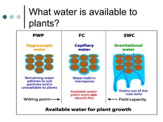 What water is available to plants? 