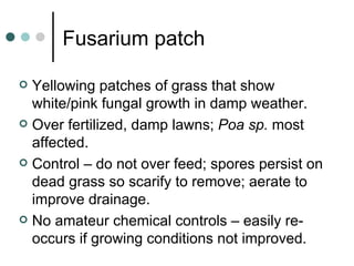 Fusarium patch Yellowing patches of grass that show white/pink fungal growth in damp weather. Over fertilized, damp lawns;  Poa sp.  most affected. Control – do not over feed; spores persist on dead grass so scarify to remove; aerate to improve drainage. No amateur chemical controls – easily re-occurs if growing conditions not improved. 