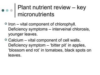Plant nutrient review – key
micronutrients
 Iron – vital component of chlorophyll.
Deficiency symptoms – interveinal chlorosis,
younger leaves.
 Calcium – vital component of cell walls.
Deficiency symptom – ‘bitter pit’ in apples,
‘blossom end rot’ in tomatoes, black spots on
leaves.
 