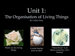 Unit 1: 
The Organisation of Living Things 
By Caitlin Foley 
“Strep throat” is an 
illness caused by a live 
bacteria 
A turtle hatches 
from its shell 
Plants are also living 
things 
 