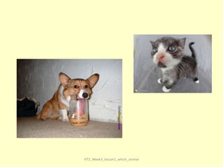 HT2_Week3_lesson1_which_animal

 