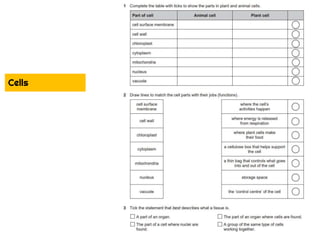 Year 7 Science Revision Pack C1.pptx