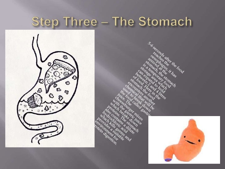 Year 8 body systems interactive task