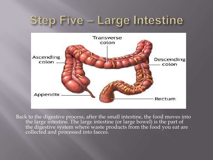 Year 8 body systems interactive task