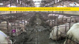 A modern pig farm.
...to all of the problems caused by mass-producing animals for their animal products
 