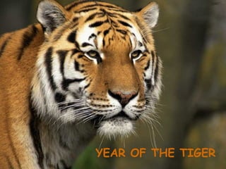 YEAR OF THE TIGER 