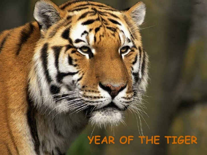YEAR OF THE TIGER 