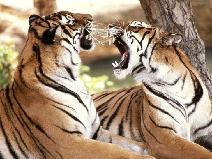 Year Of The Tiger