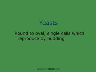 Yeasts Round to oval, single cells which  reproduce by budding www.freelivedoctor.com 
