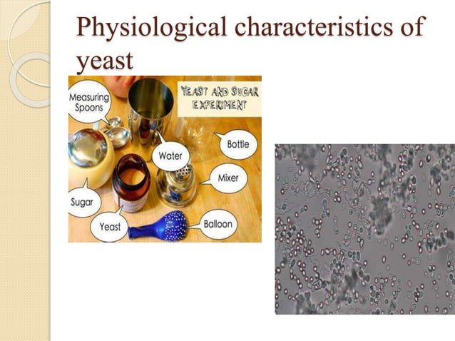 Yeast | PPTX