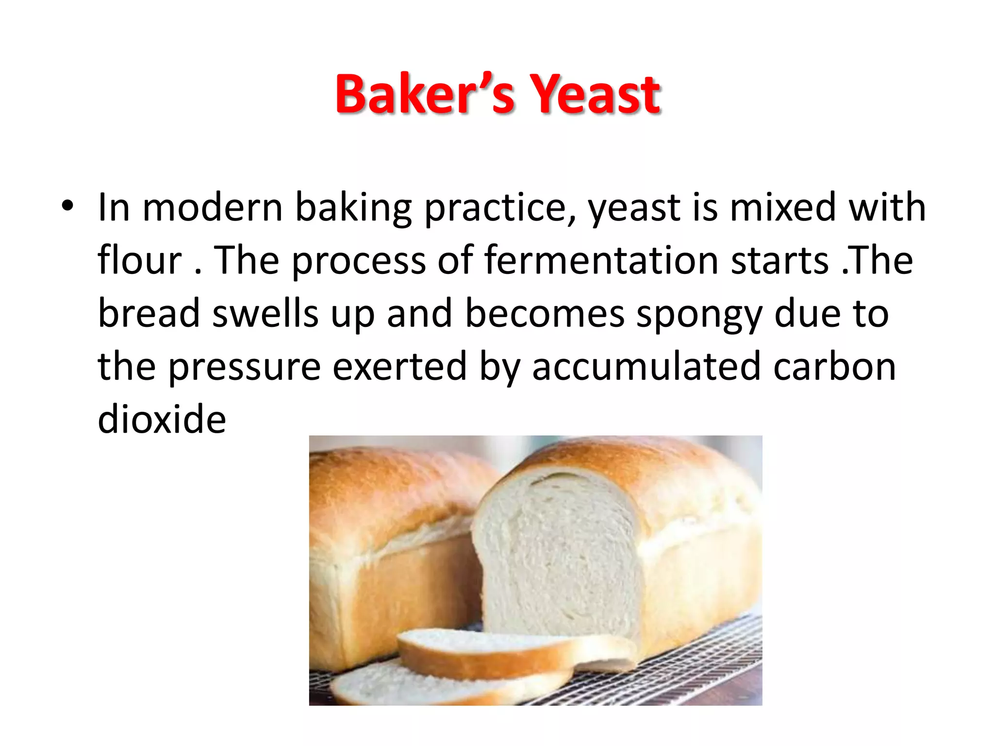 Baker’s Yeast
• In modern baking practice, yeast is mixed with
flour . The process of fermentation starts .The
bread swells up and becomes spongy due to
the pressure exerted by accumulated carbon
dioxide
 