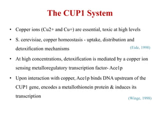 The CUP1 System
• Copper ions (Cu2+ and Cu+) are essential, toxic at high levels
• S. cerevisiae, copper homeostasis - uptake, distribution and
detoxification mechanisms
• At high concentrations, detoxification is mediated by a copper ion
sensing metalloregulatory transcription factor- Ace1p
• Upon interaction with copper, Ace1p binds DNA upstream of the
CUP1 gene, encodes a metallothionein protein & induces its
transcription
(Eide, 1998)
(Winge, 1998)
 
