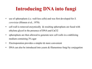 Introducing DNA into fungi
• use of spheroplasts (i.e. wall-less cells) and was first developed for S.
cerevisiae (Hinnen et al., 1978)
• cell wall is removed enzymically & resulting spheroplasts are fused with
ethylene glycol in the presence of DNA and CaCl2
• spheroplasts are then allowed to generate new cell walls in a stabilizing
medium containing 3% agar
• Electroporation provides a simpler & more convenient
• DNA can also be introduced into yeasts & filamentous fungi by conjugation
 