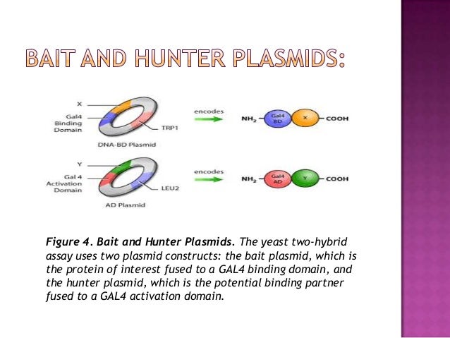 yeast two hybrid