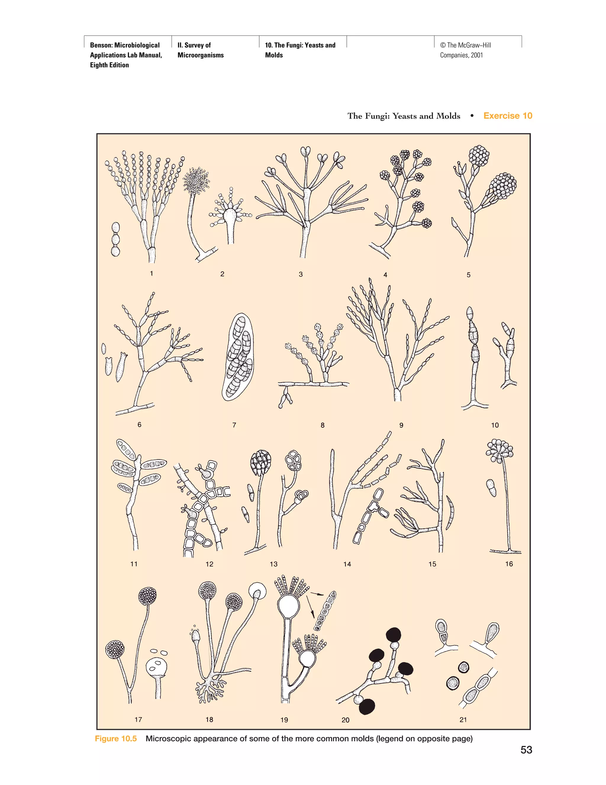 Yeast and molds | PDF