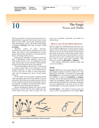 Benson: Microbiological
Applications Lab Manual,
Eighth Edition
II. Survey of
Microorganisms
10. The Fungi: Yeasts and
Molds
© The McGraw−Hill
Companies, 2001
48
The Fungi:
Yeasts and Molds10
The fungi comprise a large group of eukaryotic non-
photosynthetic organisms that include such diverse
forms as slime molds, water molds, mushrooms, puff-
balls, bracket fungi, yeasts, and molds. Fungi belong
to Kingdom Myceteae. The study of fungi is called
mycology.
Myceteae consist of three divisions:
Gymnomycota (slime molds), Mastigomycota (water
molds and others), and Amastigomycota (yeasts,
molds, bracket fungi, and others). It is the last division
that we will study in this exercise.
Fungi may be saprophytic or parasitic and unicel-
lular or filamentous. Some organisms, such as the
slime molds (Exercise 25), are borderline between
fungi and protozoa in that amoeboid characteristics
are present and fungi like spores are produced.
The distinguishing characteristics of the group
as a whole are that they (1) are eukaryotic, (2) are
nonphotosynthetic, (3) lack tissue differentiation,
(4) have cell walls of chitin or other polysaccha-
rides, and (5) propagate by spores (sexual and/or
asexual).
In this study we will examine prepared stained
slides and slides made from living cultures of yeasts
and molds. Molds that are normally present in the air
will be cultured and studied macroscopically and mi-
croscopically. In addition, an attempt will be made to
identify the various types that are cultured.
Before attempting to identify the various molds,
familiarize yourself with the basic differences be-
tween molds and yeasts. Note in figure 10.1 that
yeasts are essentially unicellular and molds are
multicellular.
MOLD AND YEAST DIFFERENCES
Species within the Amastigomycota may have cot-
tony (moldlike) appearance or moist (yeasty) charac-
teristics that set them apart. As pronounced as these
differences are, we do not classify the various fungi in
this group on the basis of their being mold or yeast.
The reason that this type of division doesn’t work is
that some species exist as molds under certain condi-
tions and as yeasts under other conditions. Such
species are said to be dimorphic, or biphasic.
The principal differences between molds and
yeasts are as follows:
Molds
Hyphae Molds have microscopic filaments called hy-
phae (hypha, singular). As shown in figure 10.1, if the
filament has crosswalls, it is referred to as having sep-
tate hyphae. If no crosswalls are present, the coeno-
cytic filament is said to be nonseptate, or aseptate.
Actually, most of the fungi that are classified as being
septate are incompletely septate since the septae have
central openings that allow the streaming of cytoplasm
from one compartment to the next. A mass of inter-
meshed hyphae, as seen macroscopically, is a mycelium.
Asexual Spores Two kinds of asexual spores are
seen in molds: sporangiospores and conidia. Spor-
Figure 10.1 Structural differences between molds and yeasts
 