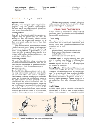Benson: Microbiological
Applications Lab Manual,
Eighth Edition
II. Survey of
Microorganisms
10. The Fungi: Yeasts and
Molds
© The McGraw−Hill
Companies, 2001
Zygomycotina
These fungi have nonseptate hyphae and produce zy-
gospores. They also produce sporangiospores.
Rhizopus, Mucor, and Syncephalastrum are represen-
tative genera of this subdivision.
Ascomycotina
Since all the fungi in this subdivision produce as-
cospores, they are grouped into one class, the
Ascomycetes. They are commonly referred to as the
“ascomycetes” and are also called “sac fungi.” All of
them have septate hyphae and most of them have
chitinous walls.
Fungi in this group that produce a single ascus are
called ascomycetes yeasts. Other ascomycetes pro-
duce numerous asci in complex flask-shaped fruiting
bodies called perithecia or pseudothecia, in cup-
shaped structures, or in hollow spherical bodies, as in
powdery mildews, Eupenicillium or Talaromyces (the
sexual stages for Penicillium).
Basidiomycotina
All fungi in this subdivision belong to one class, the
Basidiomycetes. Puffballs, mushrooms, smuts, rust, and
shelf fungi on tree branches are also basidiomycetes.
The sexual spores of this class are basidiospores.
Deuteromycotina
This fourth division of the Amastigomycota is an artifi-
cial group that was created to place any fungus that has
not been shown to have some means of sexual repro-
duction. Often, species that are relegated to this division
remain here for only a short period of time: as soon as
the right conditions have been provided for sexual
spores to form, they are reclassified into one of the first
three subdivisions. Sometimes, however, the asexual
and sexual stages of a fungus are discovered and named
separately by different mycologists, with the result that
a single species acquires two different names.Although
generally there is a switch over to the sexual-stage
name, not all mycologists conform to this practice.
Members of this group are commonly referred to
as the fungi imperfecti or deuteromycetes. It is a large
group, containing over 15,000 species.
LABORATORY PROCEDURES
Several options are provided here for the study of
molds and yeasts. The procedures to be followed will
be outlined by your instructor.
Yeast Study
The organism Saccharomyces cerevisiae, which is
used in bread making and alcohol fermentation, will
be used for this study. Either prepared slides or living
organisms may be used.
Materials:
prepared slides of Saccharomyces cerevisiae
broth cultures of Saccharomyces cerevisiae
methylene blue stain
microscope slides and cover glasses
Prepared Slides If prepared slides are used, they
may be examined under high-dry or oil immersion.
One should look for typical blastospores and as-
cospores. Space is provided on the Laboratory Report
for drawing the organisms.
Living Material If broth cultures of Saccharomyces
cerevisiae are available they should be examined on a
wet mount slide with phase-contrast or brightfield op-
tics. Two or three loopfuls of the organisms should be
placed on the slide with a drop of methylene blue stain.
Oil immersion will reveal the greatest amount of de-
tail. Look for the nucleus and vacuole. The nucleus is
the smaller body. Draw a few cells on the Laboratory
Report.
Mold Study
Examine a Petri plate of Sabouraud’s agar that has
been exposed to the air for about an hour and incu-
bated at room temperature for 3–5 days. This medium
Exercise 10 • The Fungi: Yeasts and Molds
50
Figure 10.3 Types of sexual spores seen in the Amastigomycota
 