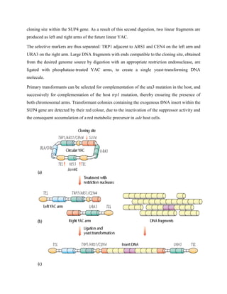 cloning site within the SUP4 gene. As a result of this second digestion, two linear fragments are
produced as left and right arms of the future linear YAC.
The selective markers are thus separated: TRP1 adjacent to ARS1 and CEN4 on the left arm and
URA3 on the right arm. Large DNA fragments with ends compatible to the cloning site, obtained
from the desired genome source by digestion with an appropriate restriction endonuclease, are
ligated with phosphatase-treated YAC arms, to create a single yeast-transforming DNA
molecule.
Primary transformants can be selected for complementation of the ura3 mutation in the host, and
successively for complementation of the host trp1 mutation, thereby ensuring the presence of
both chromosomal arms. Transformant colonies containing the exogenous DNA insert within the
SUP4 gene are detected by their red colour, due to the inactivation of the suppressor activity and
the consequent accumulation of a red metabolic precursor in ade host cells.
 
