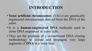 INTRODUCTION
• Yeast artificial chromosomes (YACs) are genetically
engineered chromosomes derived from the DNA of the
yeast.
• It is a human-engineered DNA molecule used to
clone DNA sequences in yeast cells.
• They are the products of a recombinant DNA cloning
methodology to isolate and propagate very large
segments of DNA in a yeast host.
 