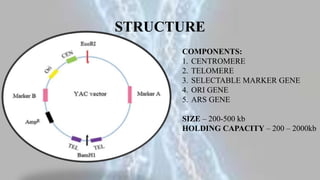 STRUCTURE
COMPONENTS:
1. CENTROMERE
2. TELOMERE
3. SELECTABLE MARKER GENE
4. ORI GENE
5. ARS GENE
SIZE – 200-500 kb
HOLDING CAPACITY – 200 – 2000kb
 