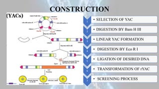 CONSTRUCTION
1
• SELECTION OF YAC
2
• DIGESTION BY Bam H III
3
• LINEAR YAC FORMATION
4
• DIGESTION BY Eco R I
5
• LIGATION OF DESIRED DNA
6
• TRANSFORMATION OF rYAC
7
• SCREENING PROCESS
 