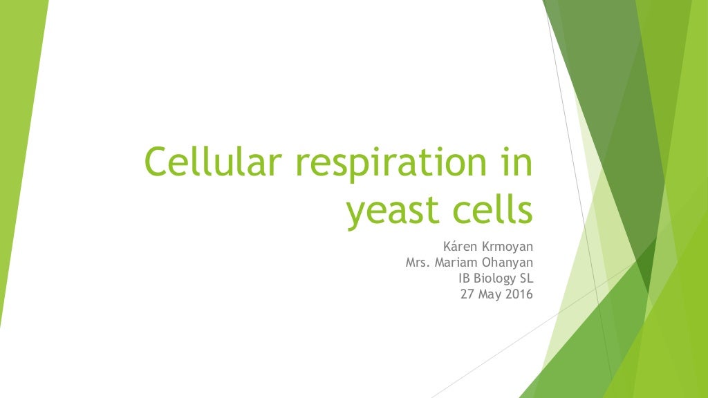 Yeast cellular respiration lab report (karen krmoyan) (1)