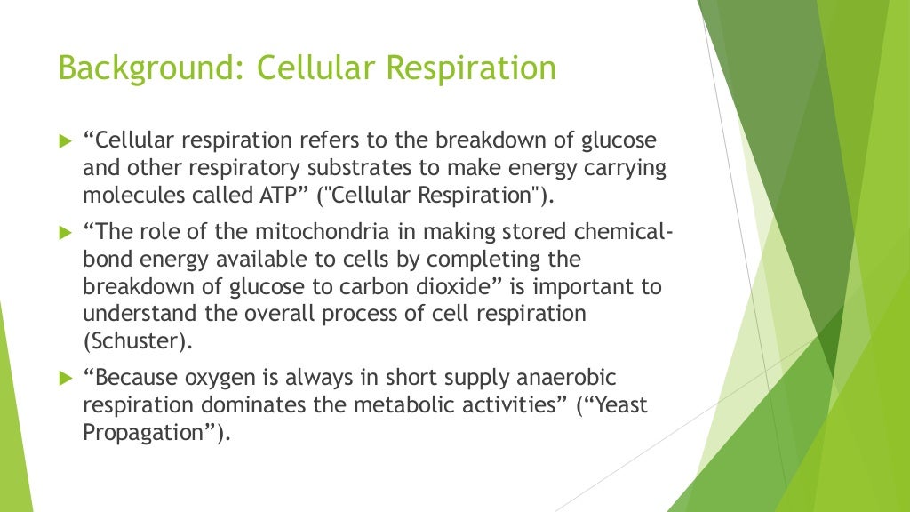 Yeast budding experiment picture