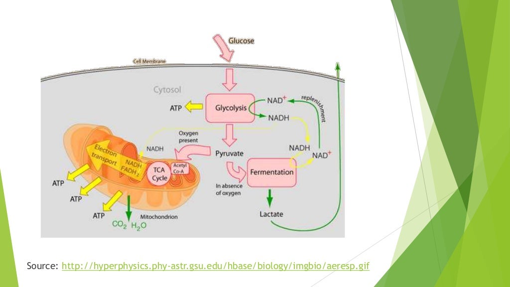 Yeast cellular respiration lab report (karen krmoyan) (1)