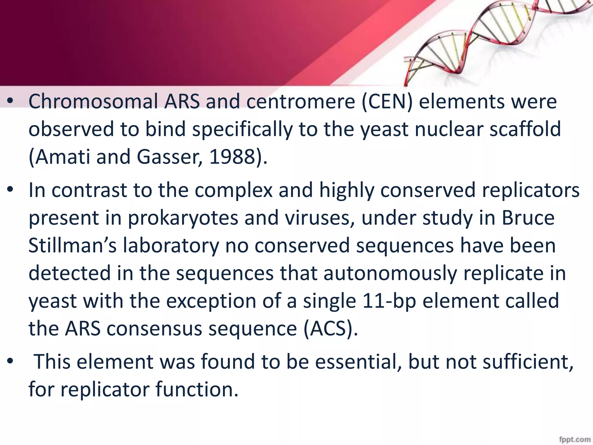 • Chromosomal ARS and centromere (CEN) elements were
observed to bind specifically to the yeast nuclear scaffold
(Amati and Gasser, 1988).
• In contrast to the complex and highly conserved replicators
present in prokaryotes and viruses, under study in Bruce
Stillman’s laboratory no conserved sequences have been
detected in the sequences that autonomously replicate in
yeast with the exception of a single 11-bp element called
the ARS consensus sequence (ACS).
• This element was found to be essential, but not sufficient,
for replicator function.
 
