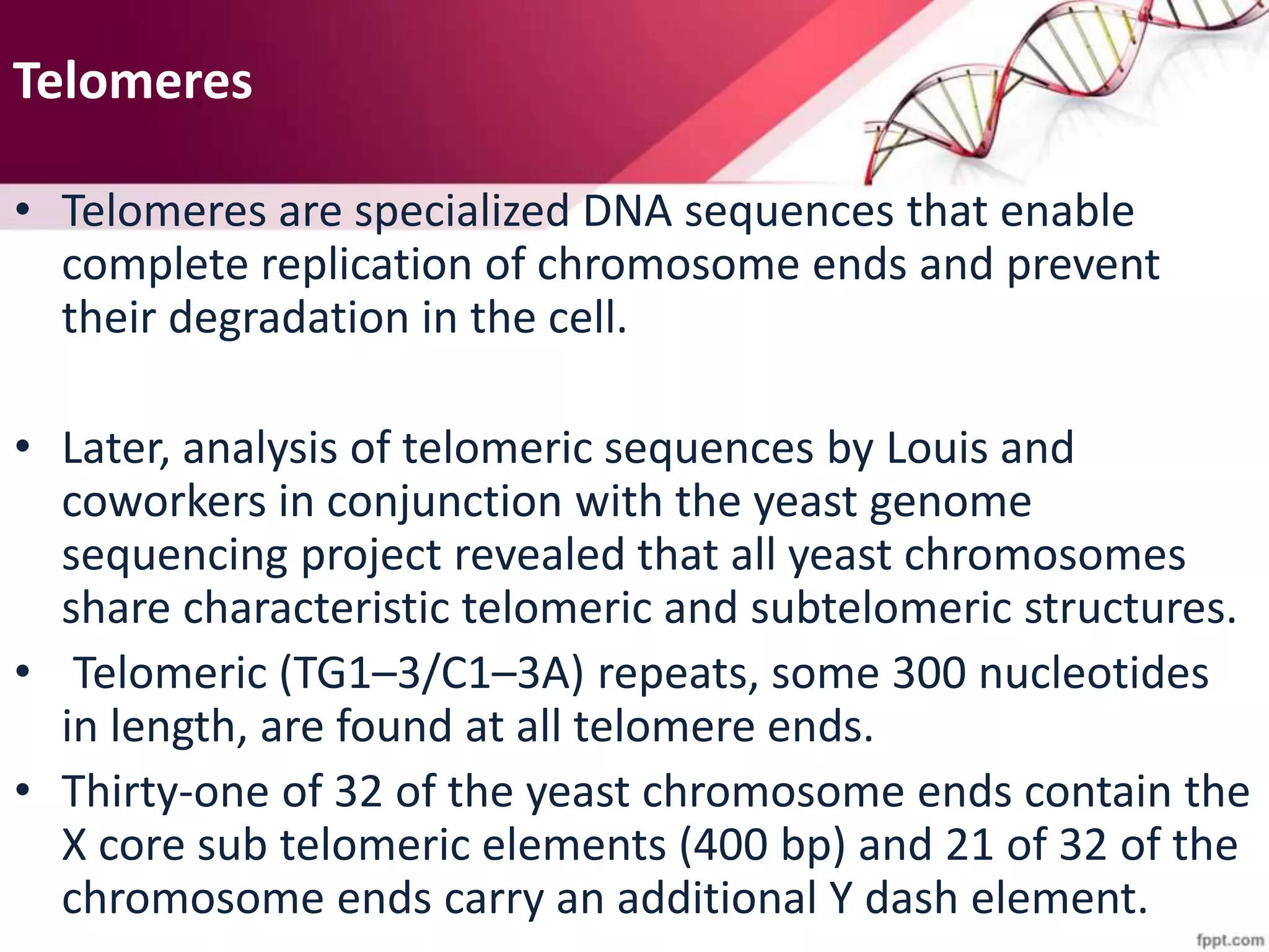 Telomeres
• Telomeres are specialized DNA sequences that enable
complete replication of chromosome ends and prevent
their degradation in the cell.
• Later, analysis of telomeric sequences by Louis and
coworkers in conjunction with the yeast genome
sequencing project revealed that all yeast chromosomes
share characteristic telomeric and subtelomeric structures.
• Telomeric (TG1–3/C1–3A) repeats, some 300 nucleotides
in length, are found at all telomere ends.
• Thirty-one of 32 of the yeast chromosome ends contain the
X core sub telomeric elements (400 bp) and 21 of 32 of the
chromosome ends carry an additional Y dash element.
 