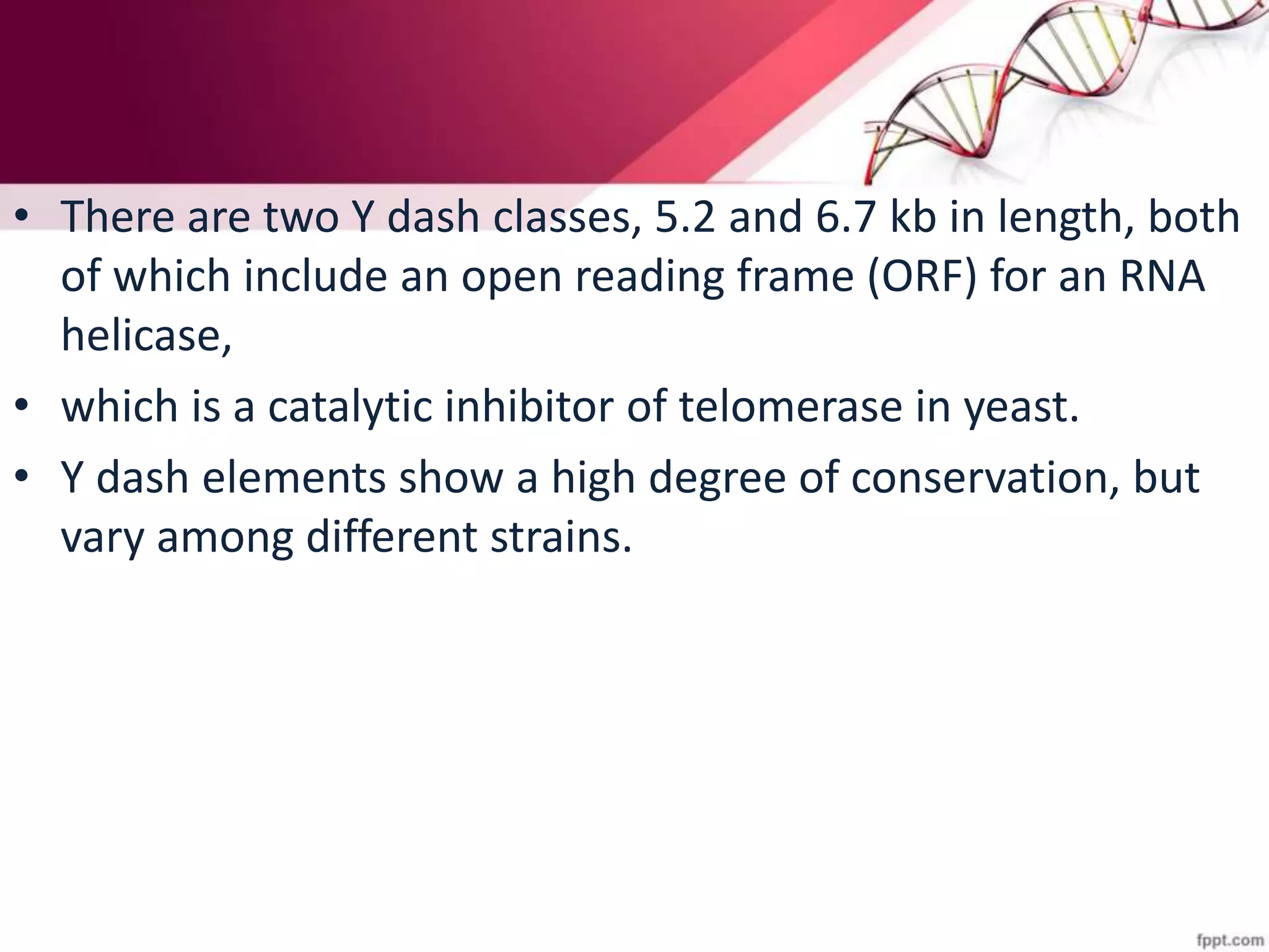 • There are two Y dash classes, 5.2 and 6.7 kb in length, both
of which include an open reading frame (ORF) for an RNA
helicase,
• which is a catalytic inhibitor of telomerase in yeast.
• Y dash elements show a high degree of conservation, but
vary among different strains.
 