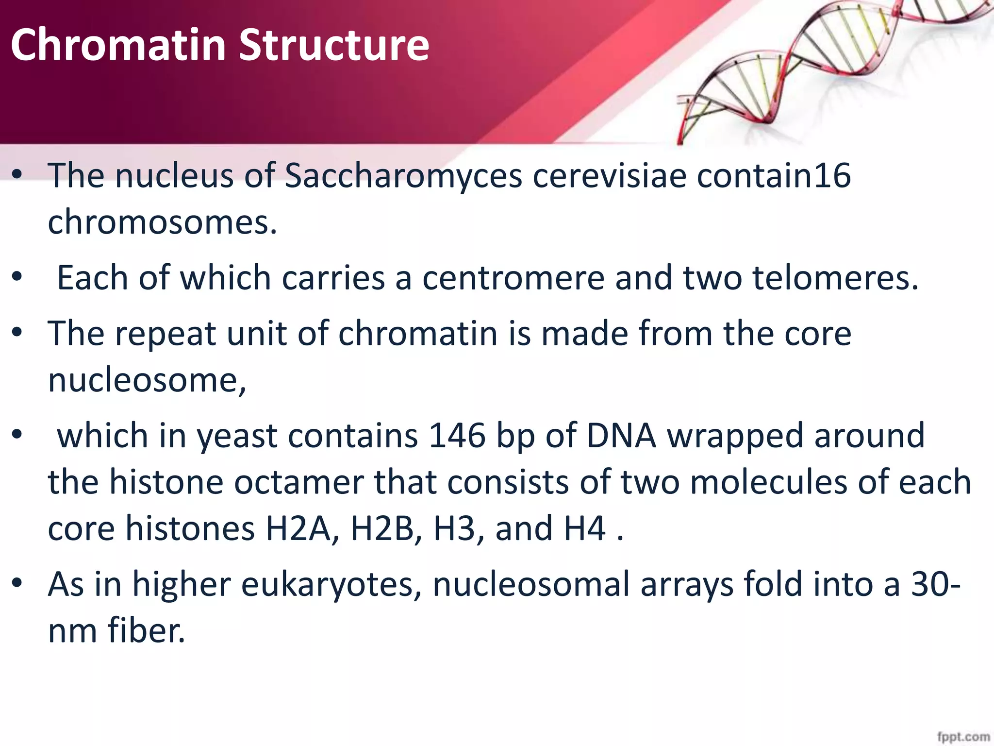 Chromatin Structure
• The nucleus of Saccharomyces cerevisiae contain16
chromosomes.
• Each of which carries a centromere and two telomeres.
• The repeat unit of chromatin is made from the core
nucleosome,
• which in yeast contains 146 bp of DNA wrapped around
the histone octamer that consists of two molecules of each
core histones H2A, H2B, H3, and H4 .
• As in higher eukaryotes, nucleosomal arrays fold into a 30-
nm fiber.
 