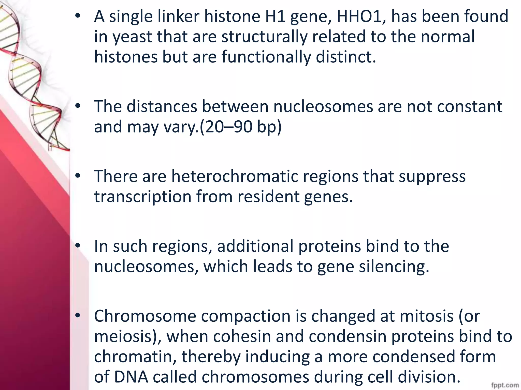 • A single linker histone H1 gene, HHO1, has been found
in yeast that are structurally related to the normal
histones but are functionally distinct.
• The distances between nucleosomes are not constant
and may vary.(20–90 bp)
• There are heterochromatic regions that suppress
transcription from resident genes.
• In such regions, additional proteins bind to the
nucleosomes, which leads to gene silencing.
• Chromosome compaction is changed at mitosis (or
meiosis), when cohesin and condensin proteins bind to
chromatin, thereby inducing a more condensed form
of DNA called chromosomes during cell division.
 