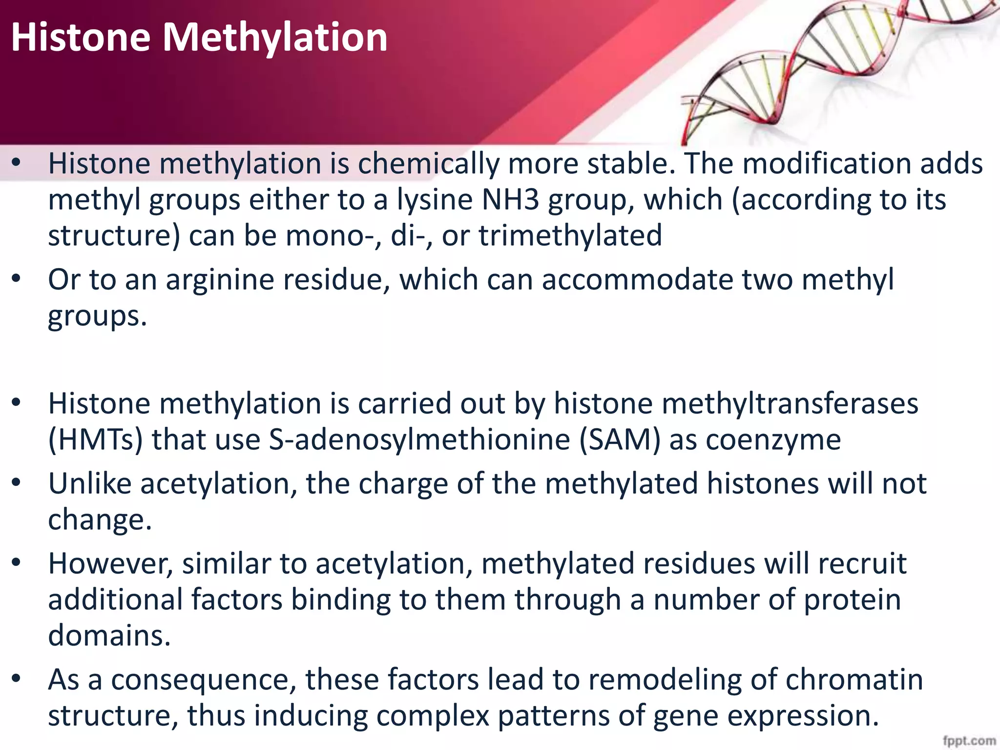 Histone Methylation
• Histone methylation is chemically more stable. The modification adds
methyl groups either to a lysine NH3 group, which (according to its
structure) can be mono-, di-, or trimethylated
• Or to an arginine residue, which can accommodate two methyl
groups.
• Histone methylation is carried out by histone methyltransferases
(HMTs) that use S-adenosylmethionine (SAM) as coenzyme
• Unlike acetylation, the charge of the methylated histones will not
change.
• However, similar to acetylation, methylated residues will recruit
additional factors binding to them through a number of protein
domains.
• As a consequence, these factors lead to remodeling of chromatin
structure, thus inducing complex patterns of gene expression.
 