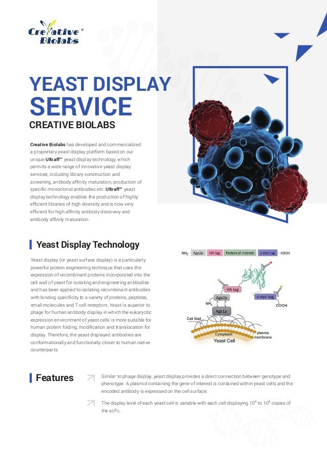 Yeast display (or yeast surface display) is a particularly
powerful protein engineering technique that uses the
expression of recombinant proteins incorporated into the
cell wall of yeast for isolating and engineering antibodies
and has been applied to isolating recombinant antibodies
with binding speciﬁcity to a variety of proteins, peptides,
small molecules and T cell receptors. Yeast is superior to
phage for human antibody display in which the eukaryotic
expression environment of yeast cells is more suitable for
human protein folding, modiﬁcation and translocation for
display. Therefore, the yeast displayed antibodies are
conformationally and functionally closer to human native
counterparts.
CREATIVE BIOLABS
Creative Biolabs has developed and commercialized
a proprietary yeast display platform based on our
unique Ultraff™ yeast display technology, which
permits a wide range of innovative yeast display
services, including library construction and
screening, antibody afﬁnity maturation, production of
speciﬁc monoclonal antibodies etc. Ultraff™ yeast
display technology enables the production of highly
efﬁcient libraries of high diversity and is now very
efﬁcient for high afﬁnity antibody discovery and
antibody afﬁnity maturation.
YEAST DISPLAY
SERVICE
Features
Yeast Display Technology
Similar to phage display, yeast display provides a direct connection between genotype and
phenotype. A plasmid containing the gene of interest is contained within yeast cells and the
encoded antibody is expressed on the cell surface;
The display level of each yeast cell is variable with each cell displaying 104
to 105
copies of
the scFv;
 
