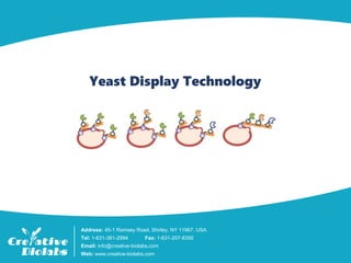 Yeast Display Technology
Address: 45-1 Ramsey Road, Shirley, NY 11967, USA
Tel: 1-631-381-2994 Fax: 1-631-207-8356
Email: info@creative-biolabs.com
Web: www.creative-biolabs.com
 