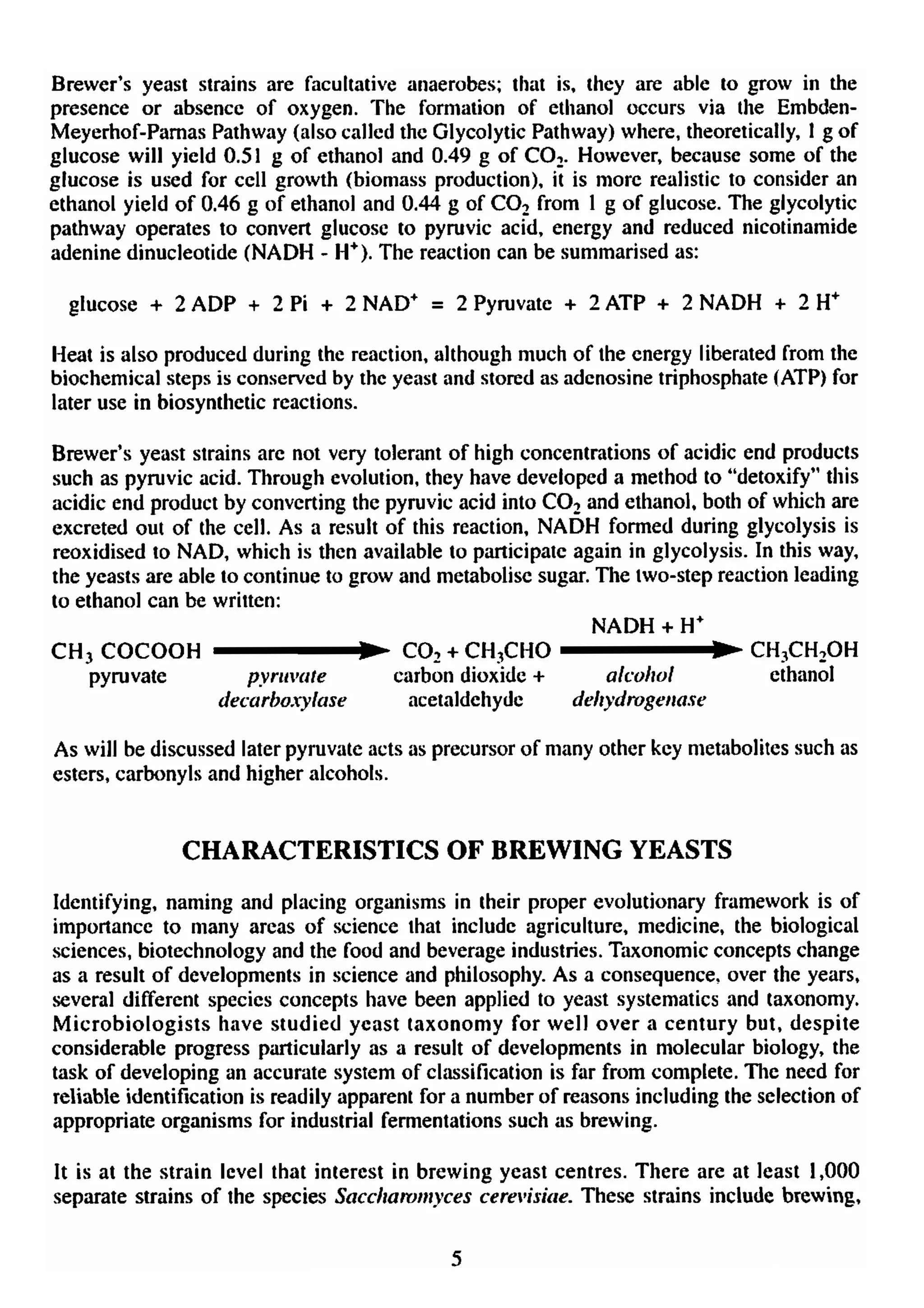 Yeast for beer production | PDF