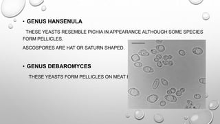 Yeast general characterstics | PPTX