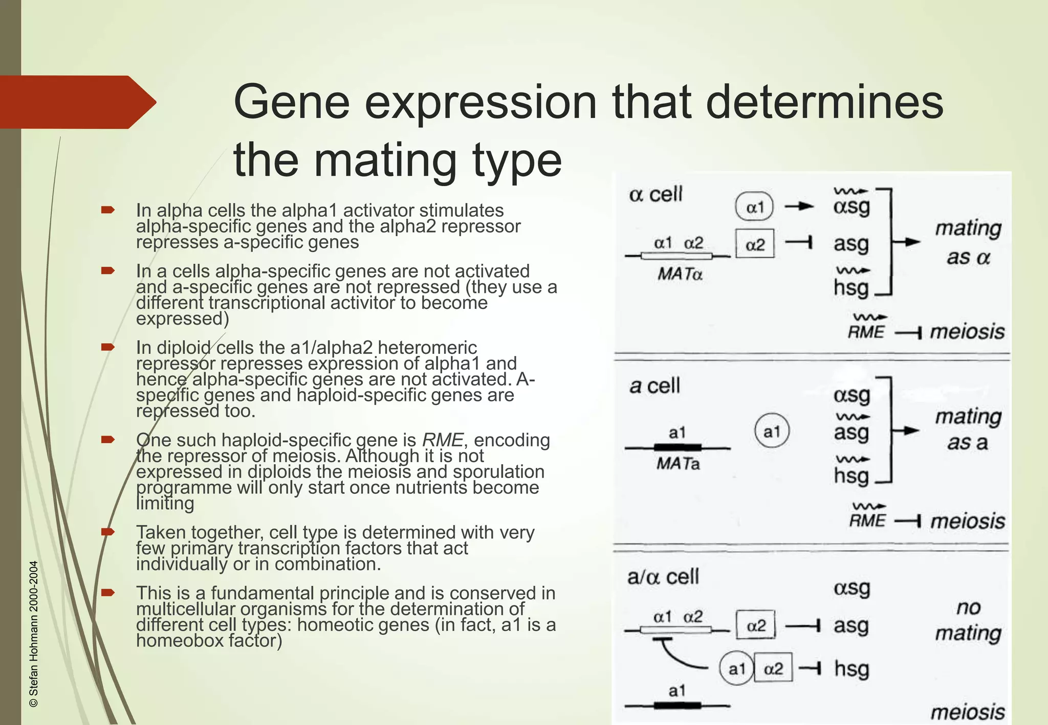 yeast genetics.ppt