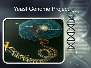 Yeast Genome Project

 