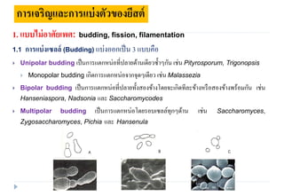 yeast growth for optimization and culture | PDF