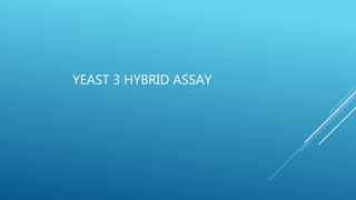 YEAST 3 HYBRID ASSAY
 