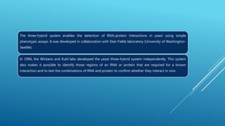 The three-hybrid system enables the detection of RNA-protein interactions in yeast using simple
phenotypic assays. It was developed in collaboration with Stan Fields laboratory (University of Washington-
Seattle).
In 1996, the Wickens and Kuhl labs developed the yeast three-hybrid system independently. This system
also makes it possible to identify those regions of an RNA or protein that are required for a known
interaction and to test the combinations of RNA and protein to confirm whether they interact in vivo.
 