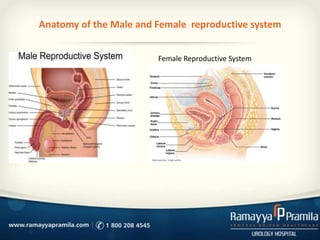 Anatomy of the Male and Female reproductive system
Female Reproductive System

 