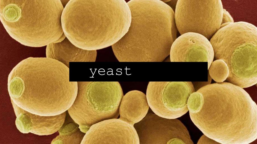 Yeast in food spoilage