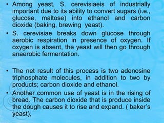 • Among yeast, S. cerevisiaeis of industrially
important due to its ability to convert sugars (i.e.,
glucose, maltose) into ethanol and carbon
dioxide (baking, brewing yeast).
• S. cerevisiae breaks down glucose through
aerobic respiration in presence of oxygen. If
oxygen is absent, the yeast will then go through
anaerobic fermentation.
• The net result of this process is two adenosine
triphosphate molecules, in addition to two by
products; carbon dioxide and ethanol.
• Another common use of yeast is in the rising of
bread. The carbon dioxide that is produce inside
the dough causes it to rise and expand. ( baker’s
yeast),
 
