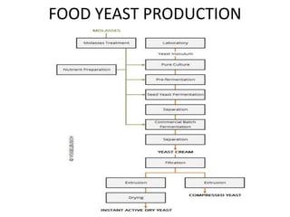 FOOD YEAST PRODUCTION